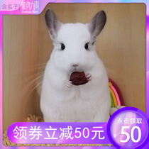 Live Chinchilla net red small desktop pet Student pet Chinchilla live house send cage doll tail payment