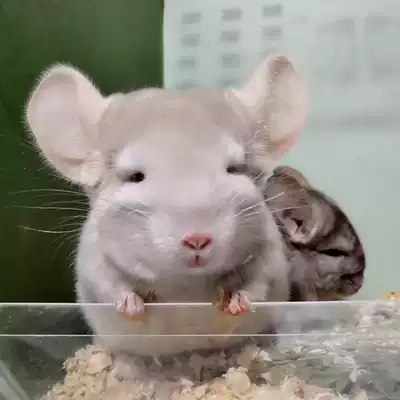 Golden Net red small pet ChinChin living house dormitory small good dragon cat live vaccine rare pet