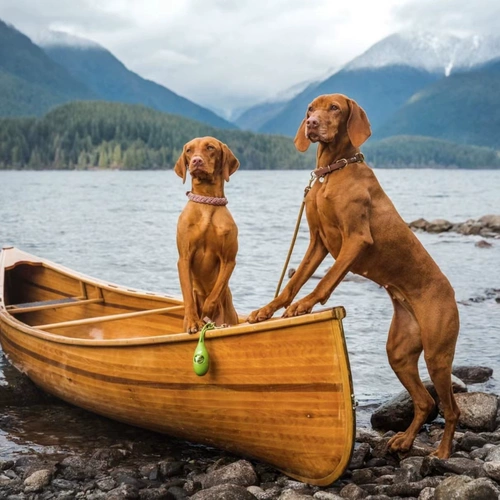 Qzee Earth, оцененная для защиты земли, собирает сумки и пикапы собак