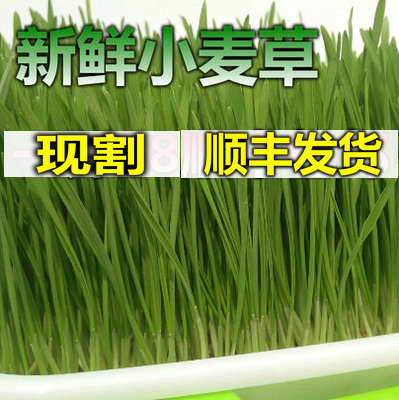 Fresh Wheat Grass Nursery Seed Rich Selenium Fresh Wheat Mmimiao Wheat Grass Full Natural Juice Drink Green Group Chlorophyll