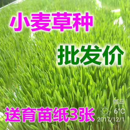 Wheat Seed Wheat Seedling Juice Small Chiang Small Wheat Grass Seed Juicing Small Wheat Fry Cultivation Pan Cat Grass Rabbit Grass Fresh