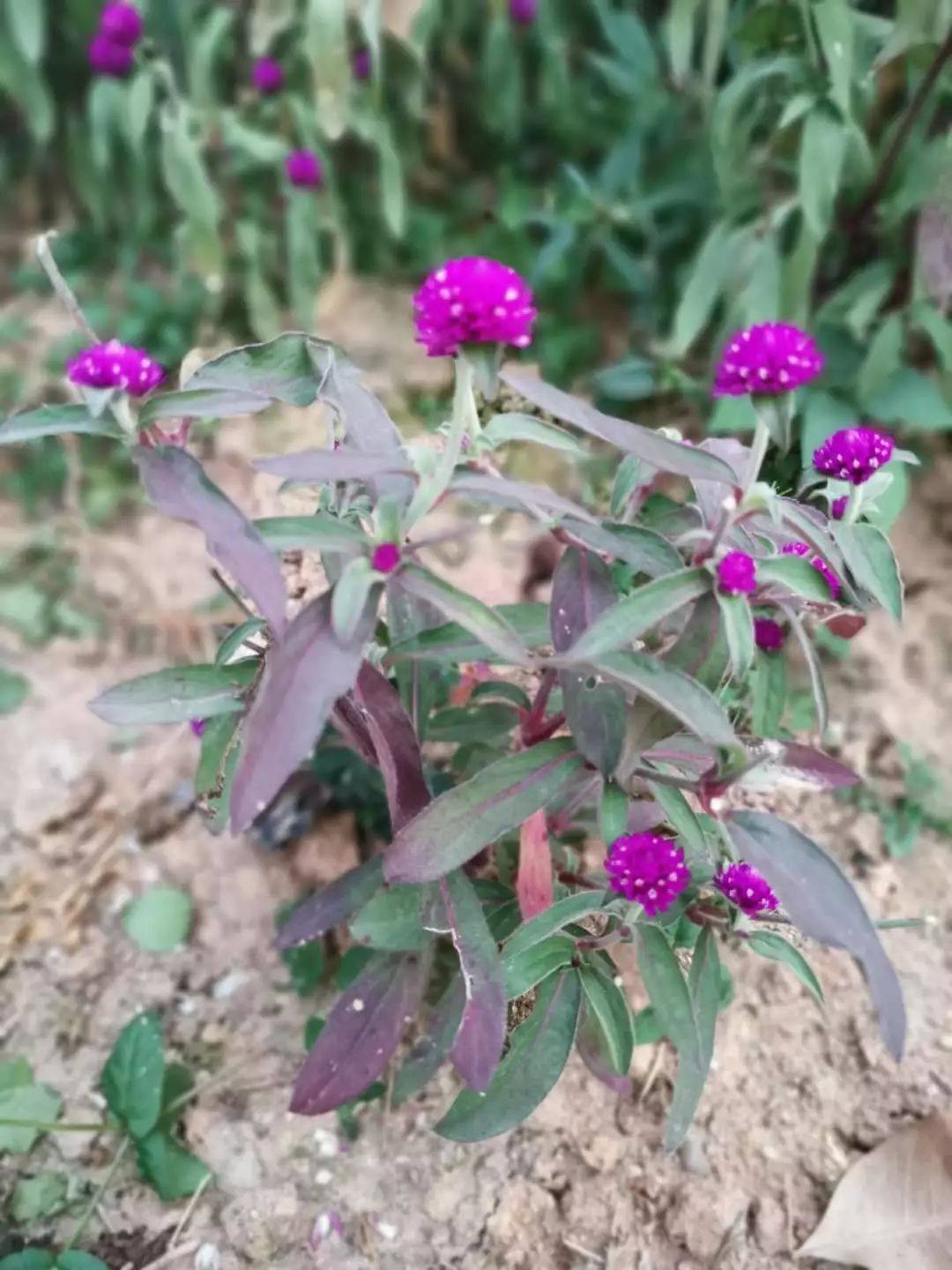 千日紅怎麼才能讓它常年開花呢 淘寶海外