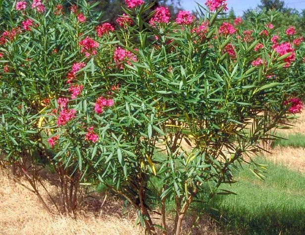夾竹桃花朵豔麗 卻只可遠觀而不可褻玩 淘寶海外