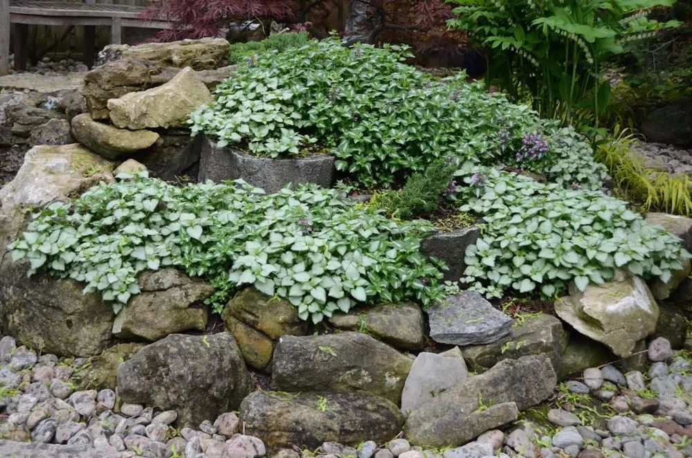 匍匐在地面生長的植物 認識兩種算厲害了 淘寶海外