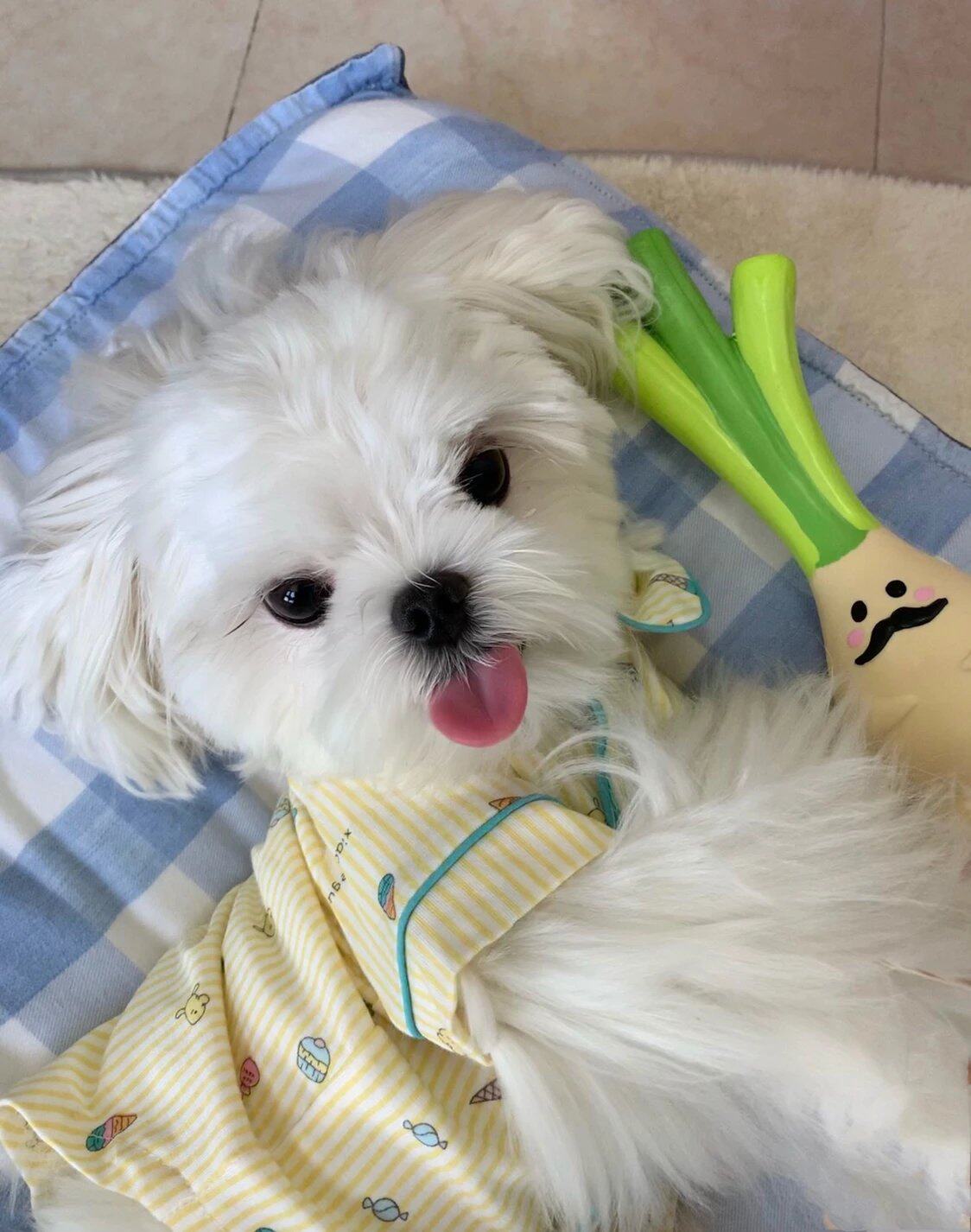 Endless snail powder, dog pajamas, pet clothes, comfortable custard teddy, bichon maltese