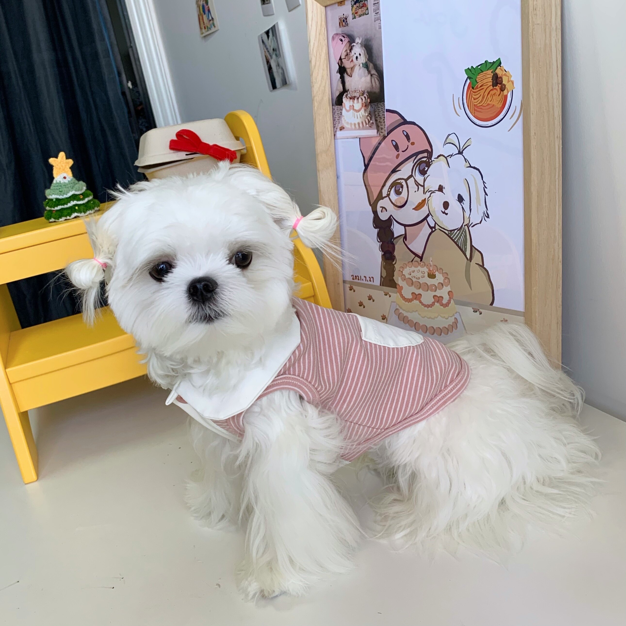 Unfinished snail powder, broken shell chicks, dogs, clothes, pets, small and medium-sized dogs, bichon teddy puppies in summer