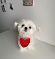 Eat an endless spiral of snail-pink strawberry bib with a water towel Teddy teddy Beummar Jisjokha