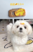 Eat Endless Spirolion Pink Cheese Pet Hair Clip Dog BB Clip Comb marzisjörkshire