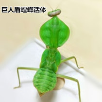 Giant shield praying mantis Live Pet Mantis alternative pet live reptile student birthday gift pet Chinese mantis mantis
