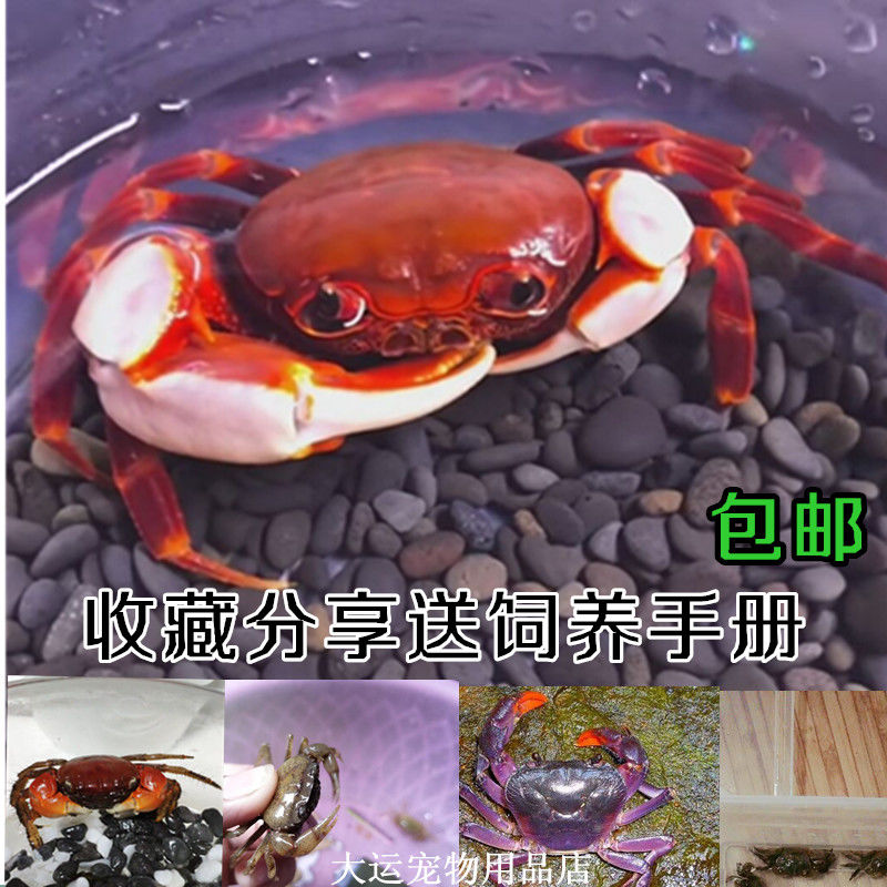 Crab livestock general crab pepper crab live keep crab corset crab mountain crab pet purple ground crab live coconut crab live
