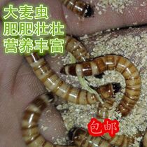 Live barley worm reptile feed Lizard turtle Clown bullfrog hornet food Breeding edible palace feed