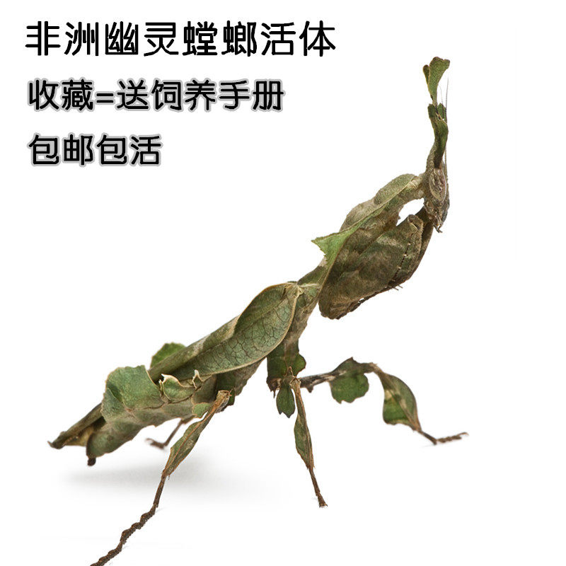Pets Mantis Mantis Living Things African Ghost Mantis Living Anthropomorphism Insect Strange Reptile Live Camouflage Master Ghost mantis