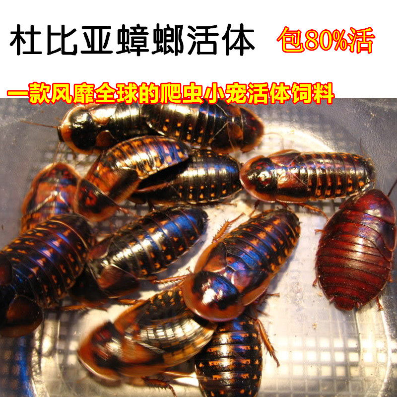 Live Dobia Mantis Food African Buffalfrog Feed Grandpa Tree Frog Live Food Fatty Food Grain Cockroach