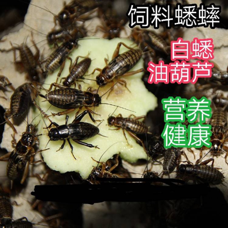 Crickets Living Corner Frog Feed for Crickets Climbing Flattering Bullfrog Tree Frog Food Bird Food Turtle Grain Crickets Oil Hyacinth Living Things