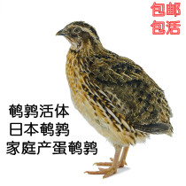 Artificial breeding of Japanese quail 32 days of egg production small quail male and female can not fly domestic pet bird