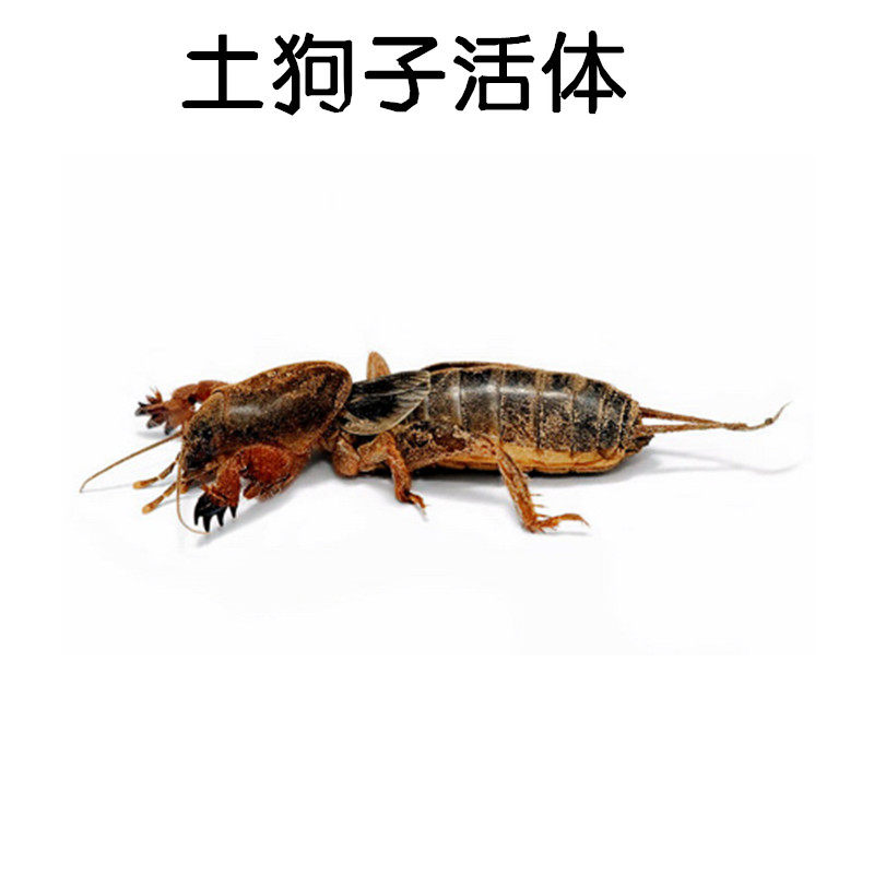 Ground floor Mole Cricket Mole Cricket Living Earth Dog Living Bug with Insect Lari, Mole Cricket, Mole Cricket of Mole Cricket