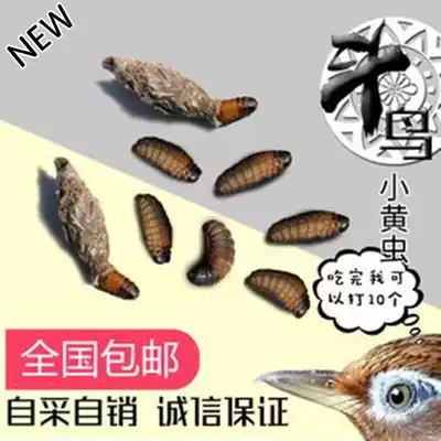 Clothing moth larvae fight bird food 50 grams-1 kg Yellow skin worm live cannon worm Black worm stimulate male bird fighting spirit worm