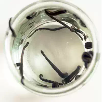 Leech living blood sucking leech 1 to 1 5g gold side water leeches eliminate congestion and dredge blood vessels