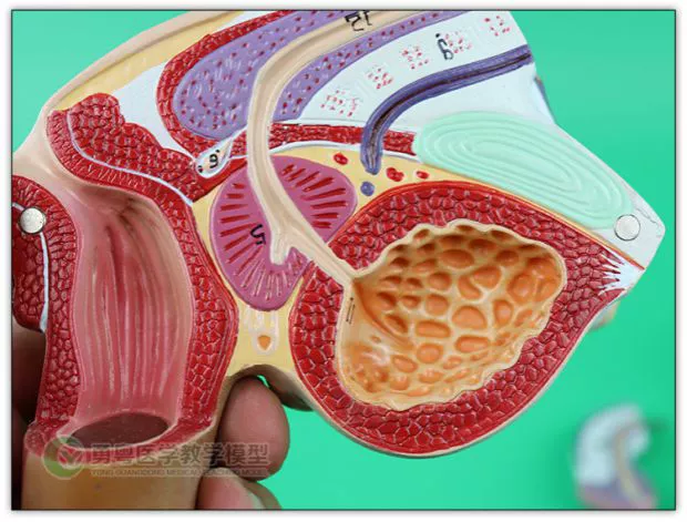 Mô hình giải phẫu bộ phận sinh dục nam sinh sản mặt cắt ngang giải phẫu bàng quang hậu môn trực tràng tinh hoàn mô hình quy hoạch cơ thể - Chế độ tĩnh