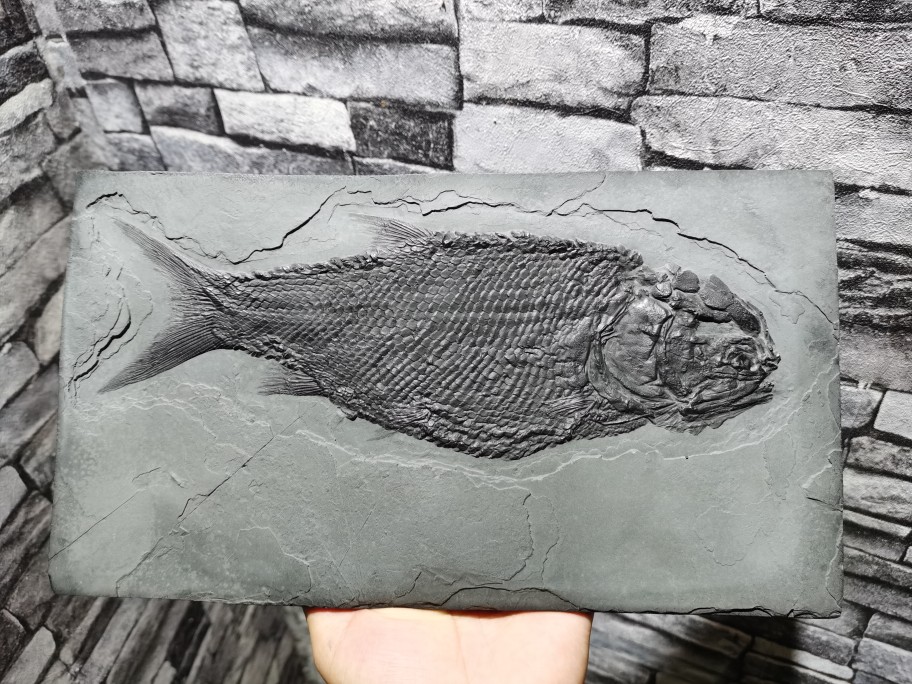 Ancient Bio Fossil Model Squamtooth Fish Money Kop Teaching Appliance Pendulum Simulation Fossils-Taobao