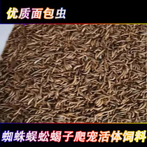 Climbing food bread bug yellow mealworm barley insect cherry red Dubiya Spider centipede scorpion live feed