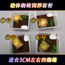 Small square box set larval spider feeding box Spider landscape feeding package simple practical and beautiful