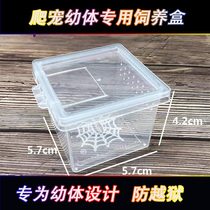 Reptile feeding box Spider larvae high-end small square box crypt feeding box anti-jailbreak convenient feeding