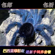 Brazilian blue green pink toe Spider foot exhibition 2CM cm character docile pet live like Guyana powder toe