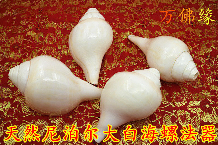 Nepalese instruments, Tibetan Buddhist instruments, snails, white conch sounds pleasant (about 20cm long)