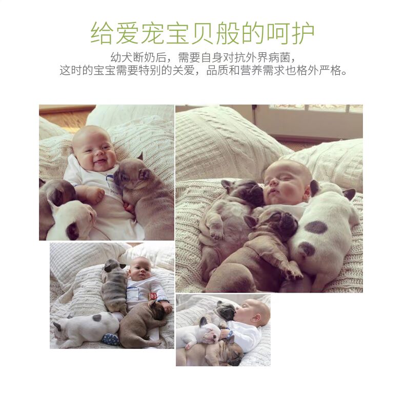 Lilang pháp luật đấu tranh thức ăn cho chó 5 kg Pháp bulgie Anh chiến đấu tiếng Anh bò Pháp chó con chó bul bull Pháp đấu bò thực phẩm đặc biệt - Chó Staples cám cho chó