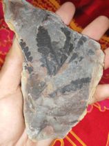 Paleontological Fossils Plant Fossils Fine Ferns