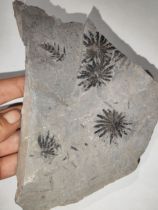 Plant Fossils Permian Verticillium Fruit Two Same Plates Ornament Collection Popular Science Teaching