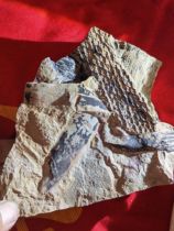 plant fossil scale wood