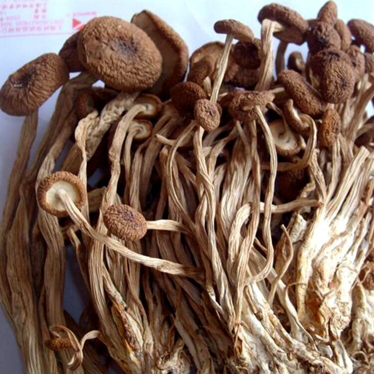 Tea tree mushroom half catty new goods sulfur-free super short root without umbrella tea tree mushroom Jiangxi farm specialty 2 pieces