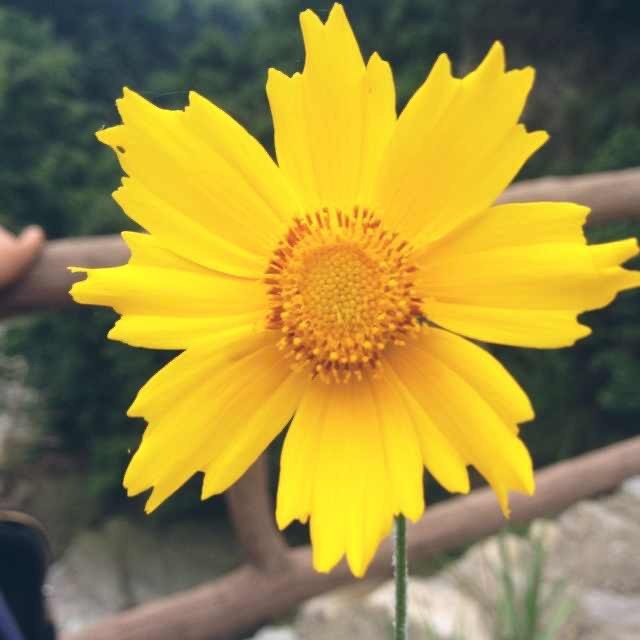 花衣裳品牌汇