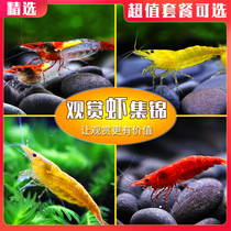 Watch Shrimp Freshwater Living Tool Shrimp Except Algae Clean Shrimp Cherry Blossom Shrimp Polar Fire Shrimp Yellow Gold Rice Shrimp Crystal Black Shell Shrimp