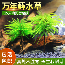 Wannian Moss aquatic plants live-resistant low-temperature Moss fish tank aquarium ecological bottle rain tank landscaping aquatic plants