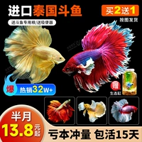 Импортированный тайский дуу -мисана король Банью мать Дую в наблюдение