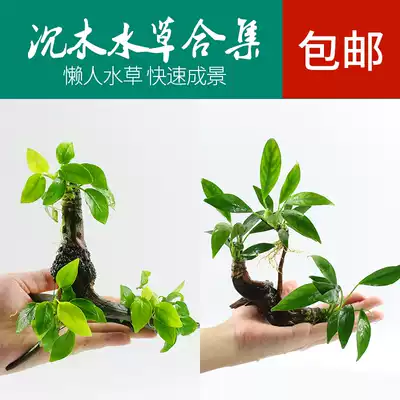 Aquarium aquarium aquarium aquatic grass landscaping in the back view water Banyan Banyan Banyan Golden Banyan sunken spring Banyan Golden Banyan sunken wood 2022