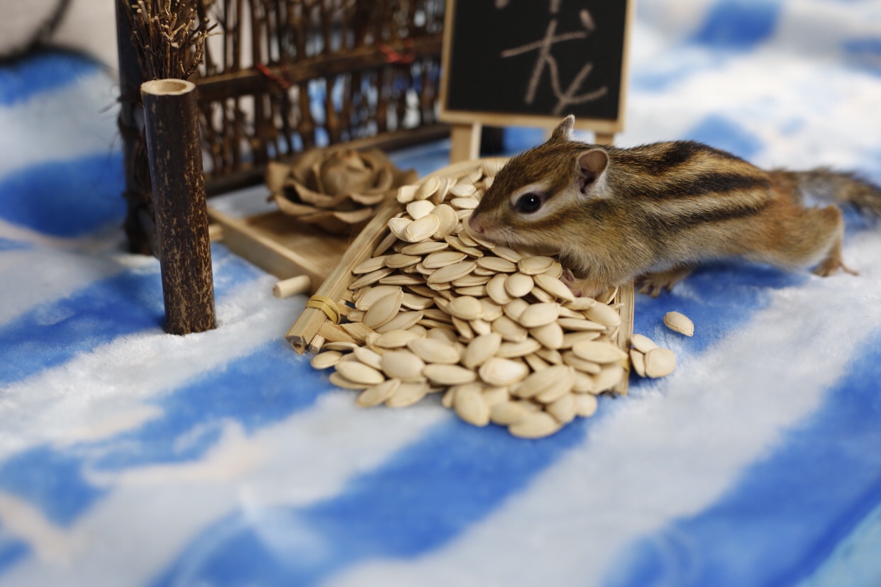 Fine bulk pumpkin seeds devil snow yellow mountain red bellied feed squirrel food insect repellent food 100 grams