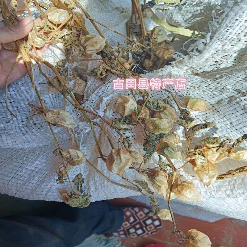 Natural lantern grass head bubble bubble grass sky bubble grass yellow lantern bulb grass dry goods 500g