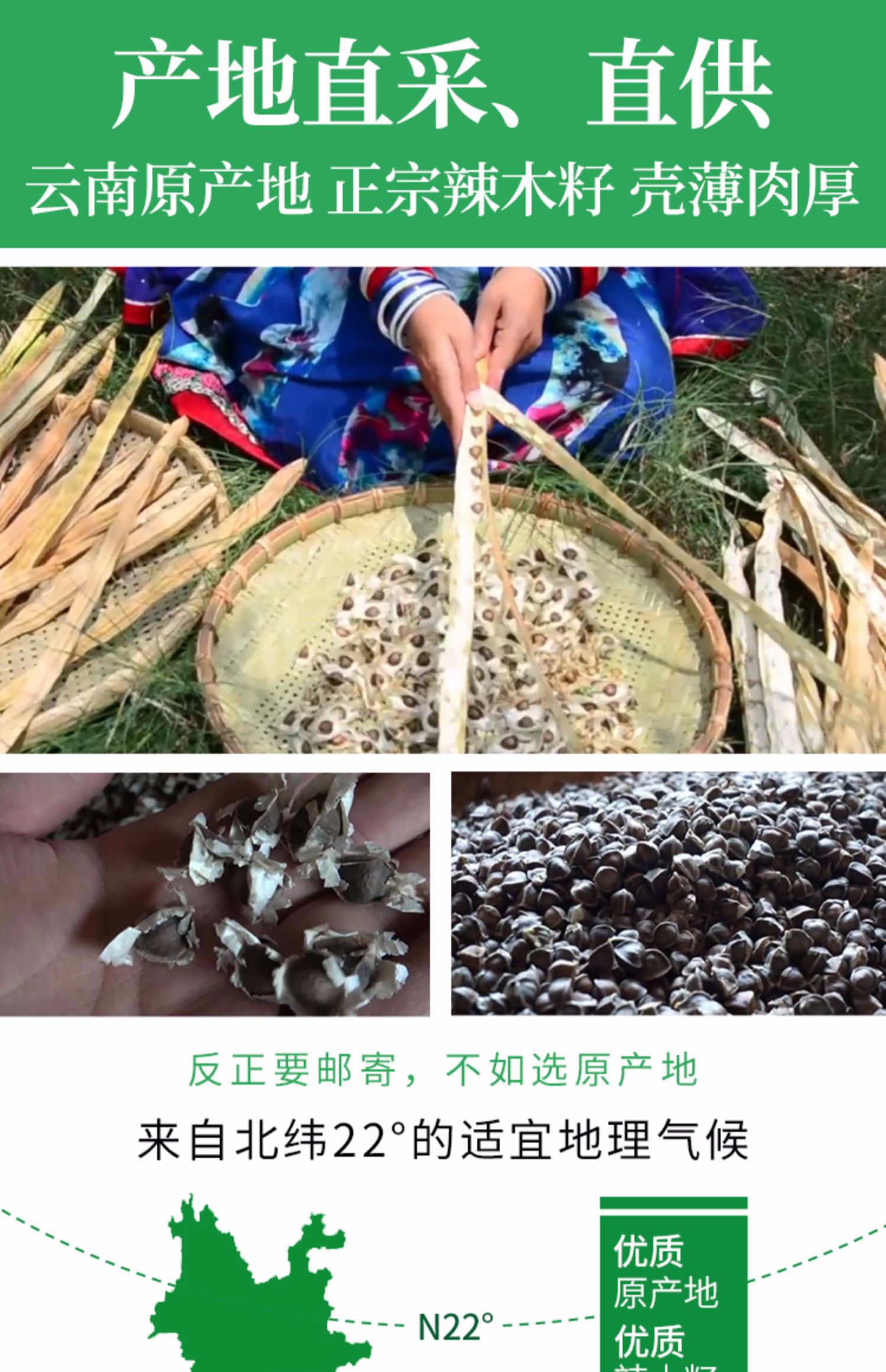 云南正宗老树新果辣木籽500g