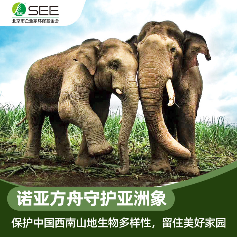 考拉是几级保护动物？绝绝子的真相来了，拯救濒危从了解开始！