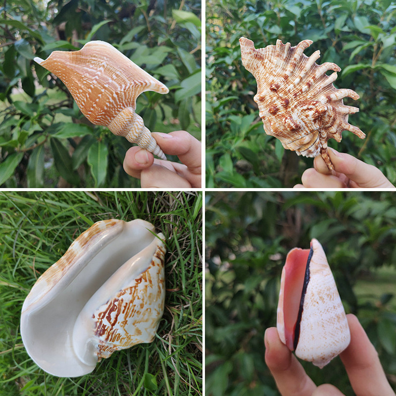 Natural sea snail shells axe torch Purple Harmonies Foeared specimens collection of gift fish tanks View Terrace Wall Decoration