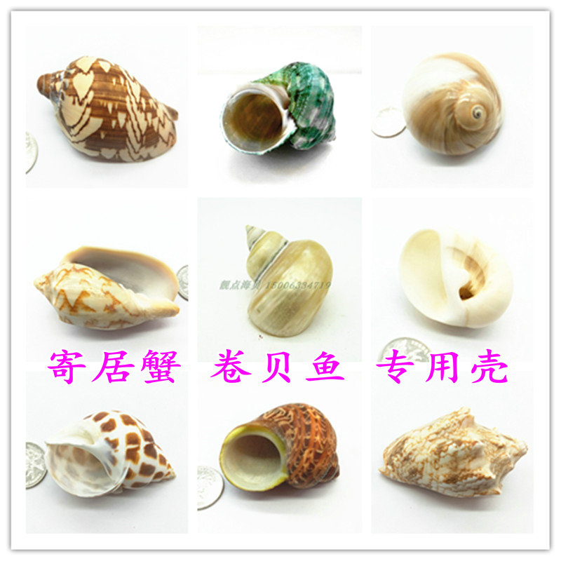 Natural sea snail shells Home Crab Rolls Berfish Special Shell Fish Tank Building View Creative Home Swing Adorned Multi-Meat Flower Pots