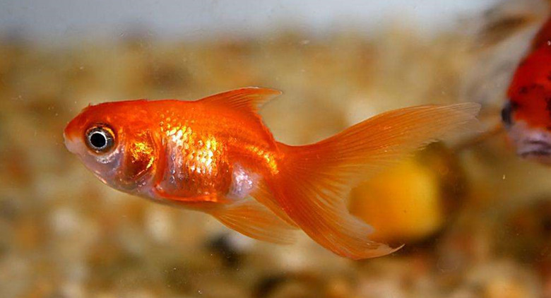 金魚冬季管理的要點原則和3點措施 淘寶海外 金魚冬季管理的要點原則和3點措施 淘寶海外