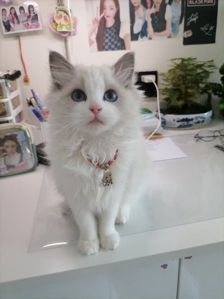 彩色宠物屋