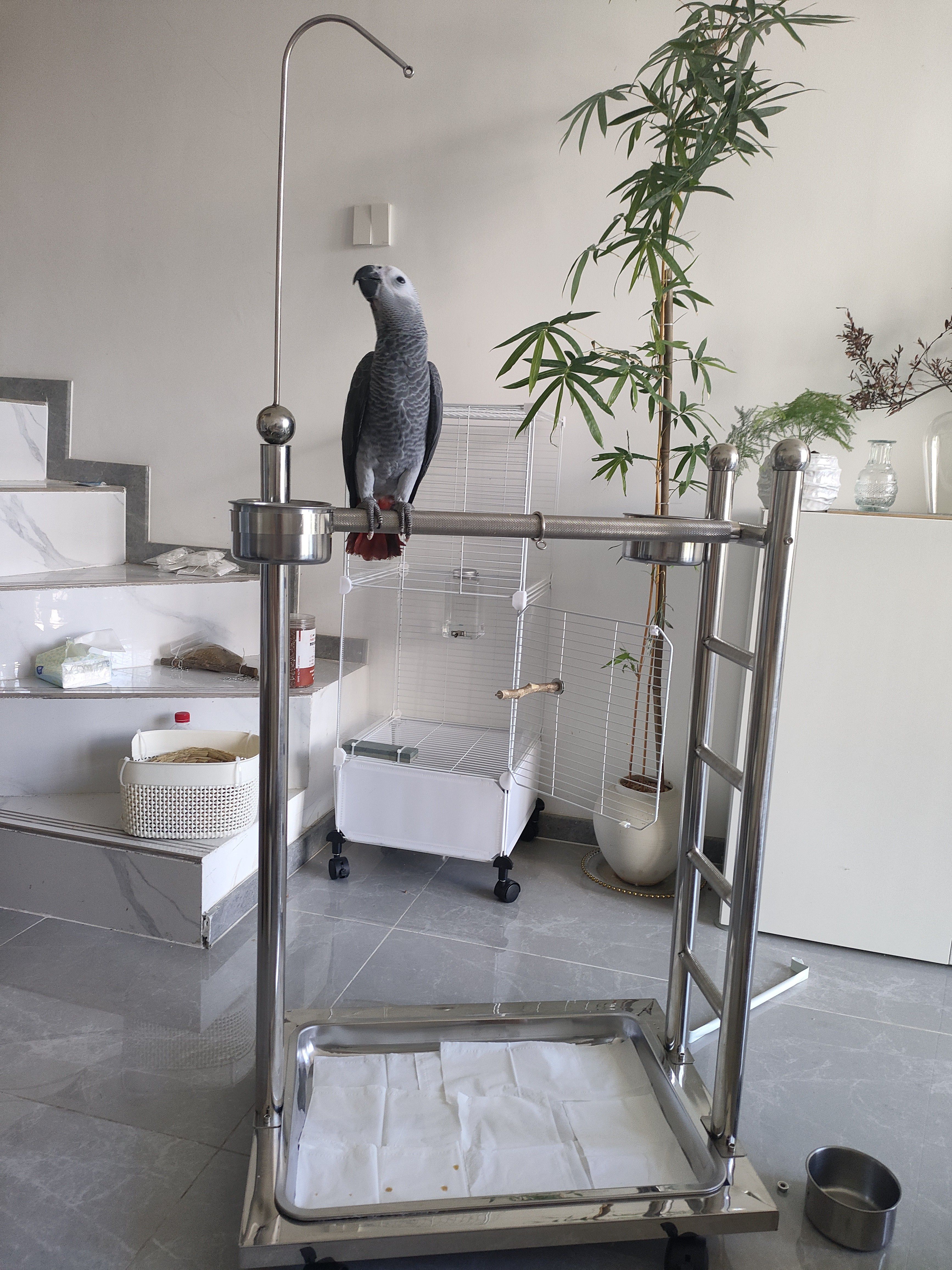 オウム鳥ペット鳥スタンドステンレススチールステンレススチールラダースタンド大型鳥スタンド飼育家庭用給餌ラック