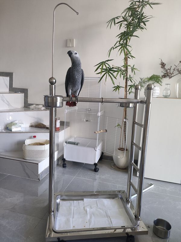 Parrot Bird Pet Bird Stand Stainless Steel Ladder Stand Large Bird Stand Breeding Household Breeding Rack Parrot Bird Pet Bird Stand Stainless Steel Ladder Stand Large Bird Stand Breeding Household Breeding Rack