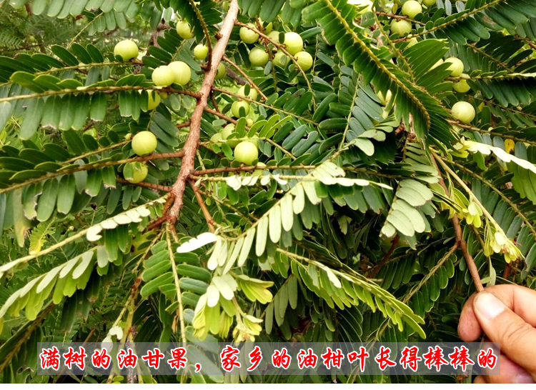 Dầu tươi hoang dã 18 năm, lá cam, dầu emblica, trái cây, lá, gia súc, lá ngọt, nhân gối, năm cân gối cao su